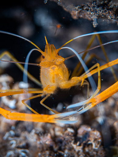 Coral shrimp