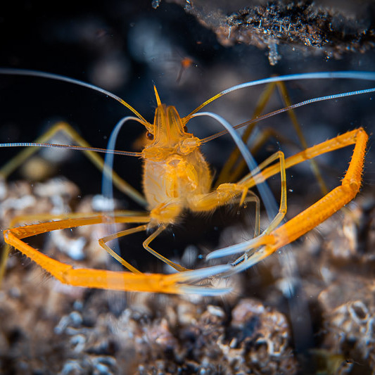 Coral shrimp