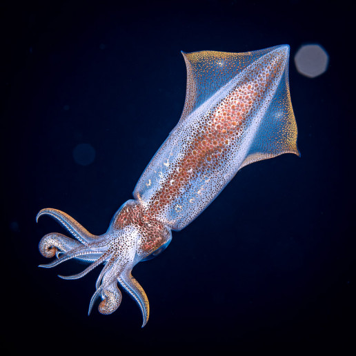 European squid