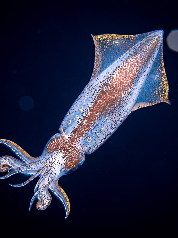 European squid